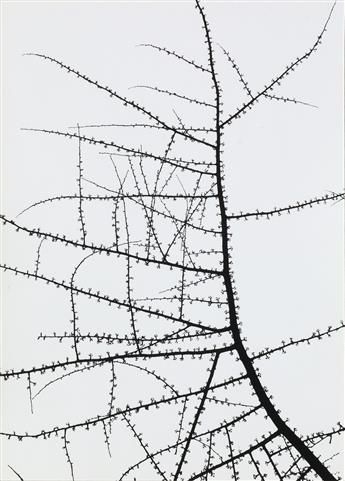 GEORGE A. TICE (1938- ) Trees Portfolio, 1964-65.
